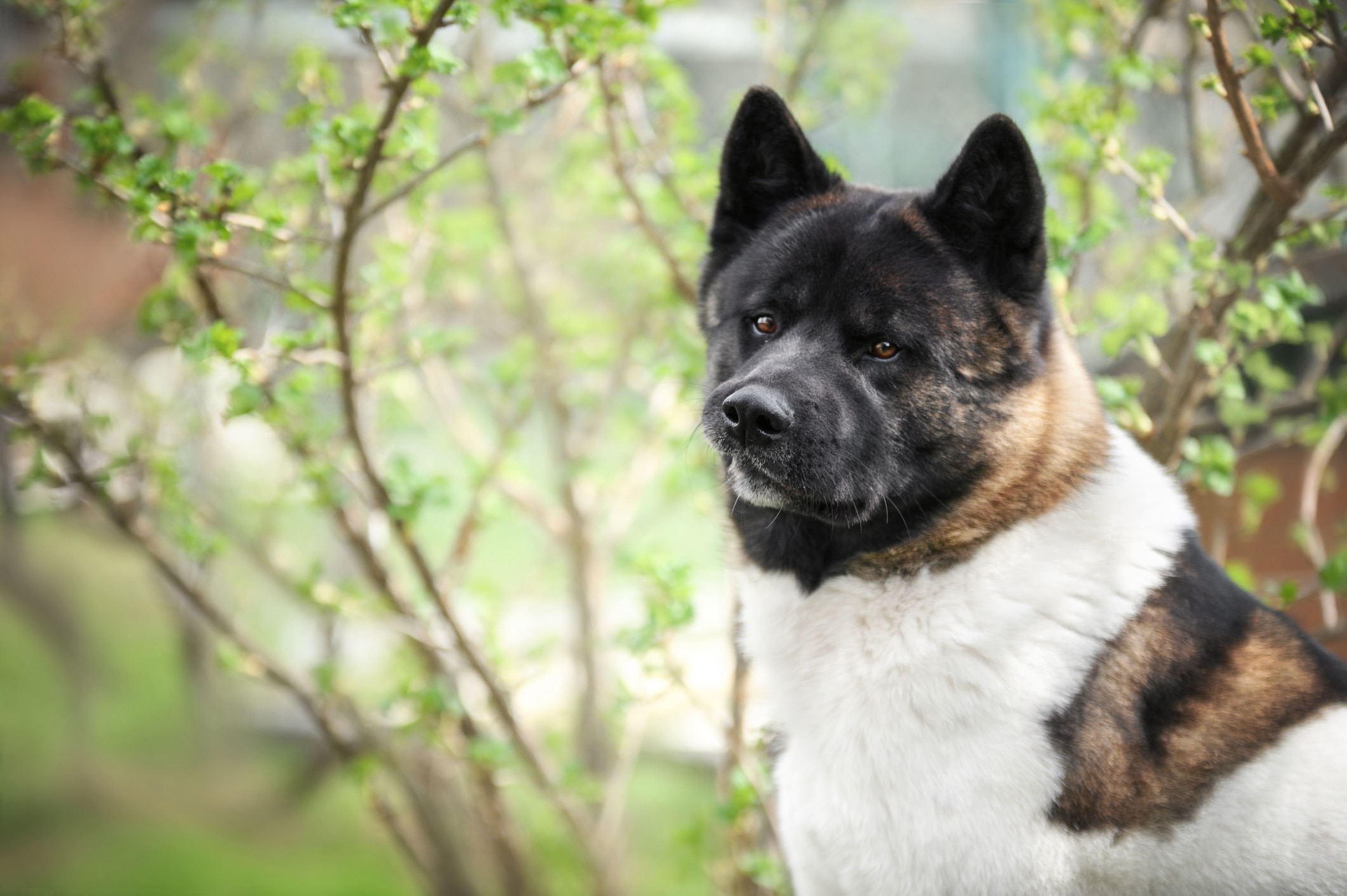 close-up of a brown and white akita dog's head