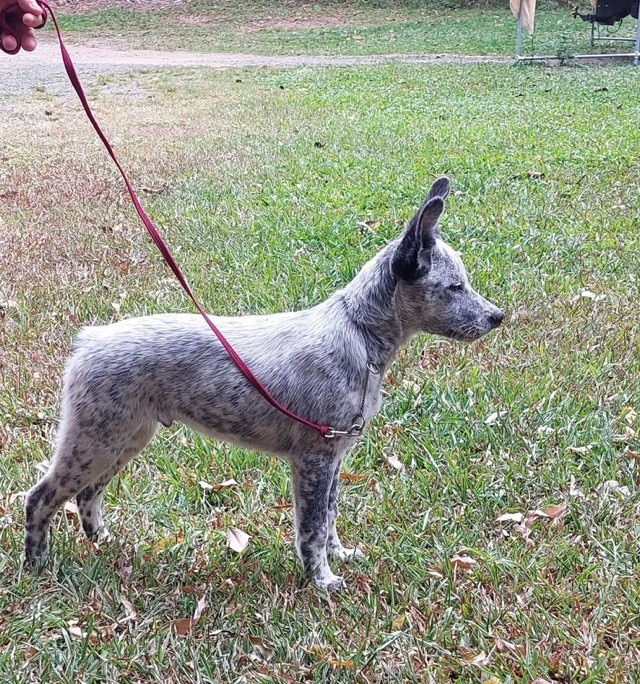 an Australian Stumpy Tail Cattle Dog puppy on a leash