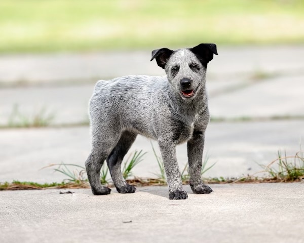 A small blue Australian Stumpy Tail Cattle Dog puppy