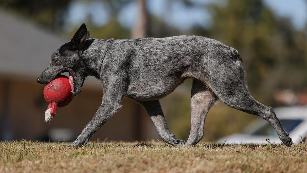 a blue Australian Stumpy Tail Cattle Dog carrying a red ball