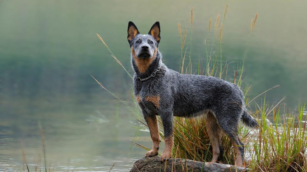 Australian-Cattle-Dog-standing-on-rock