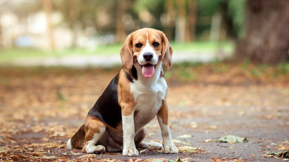 tricolor beagle sitting outside