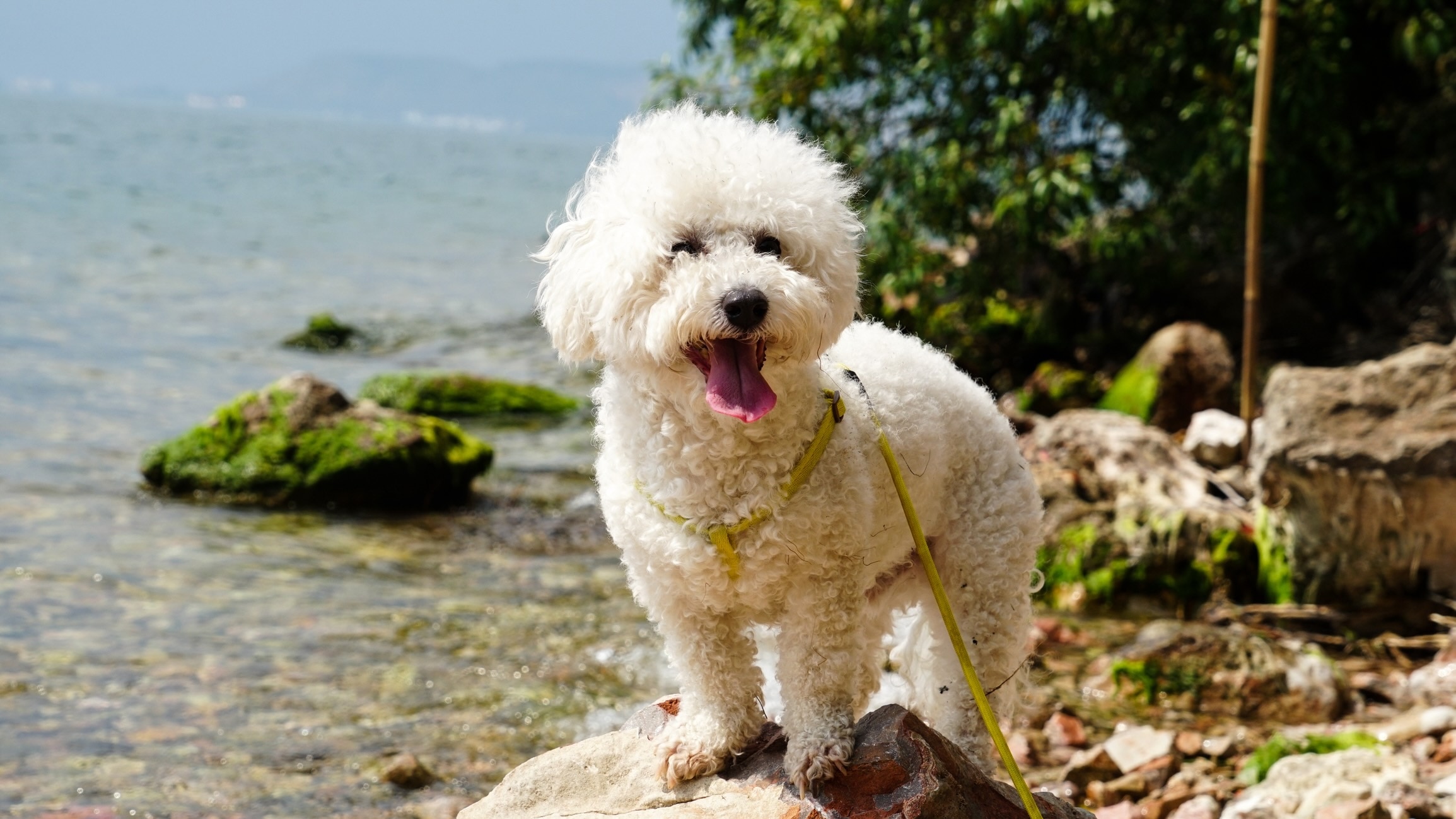 bichon frise dog standing on a rock near a body of water
