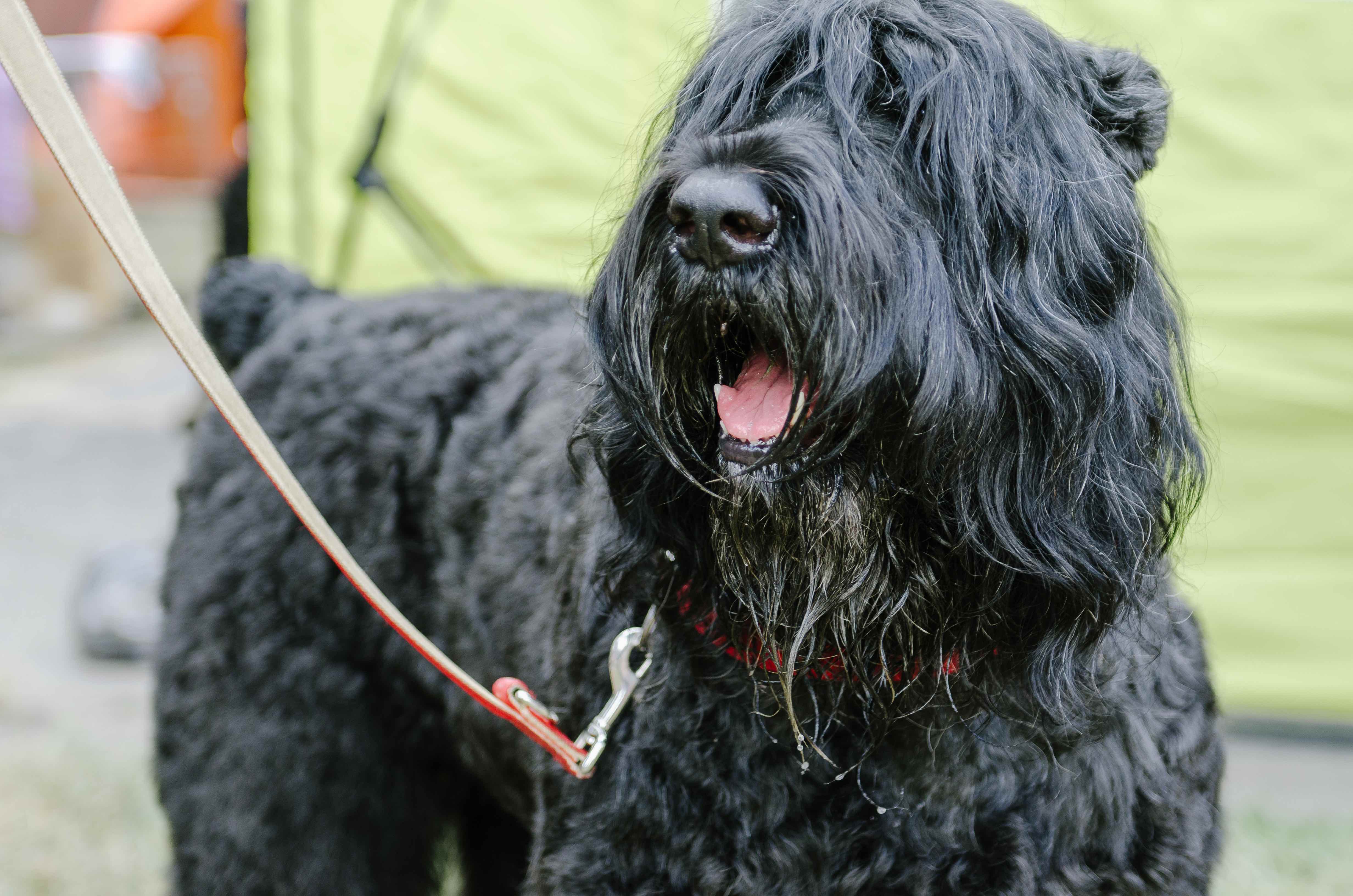 close-up of a black russian terrier out on a walk