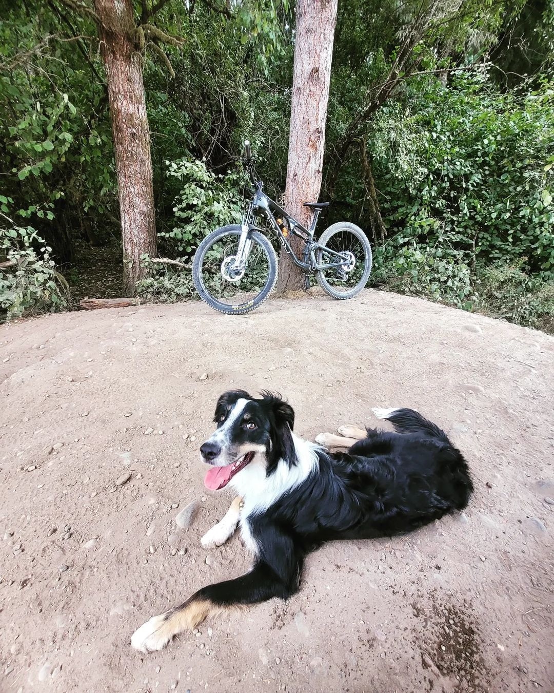 tricolor border aussie with freckles lying down by a mountain bike