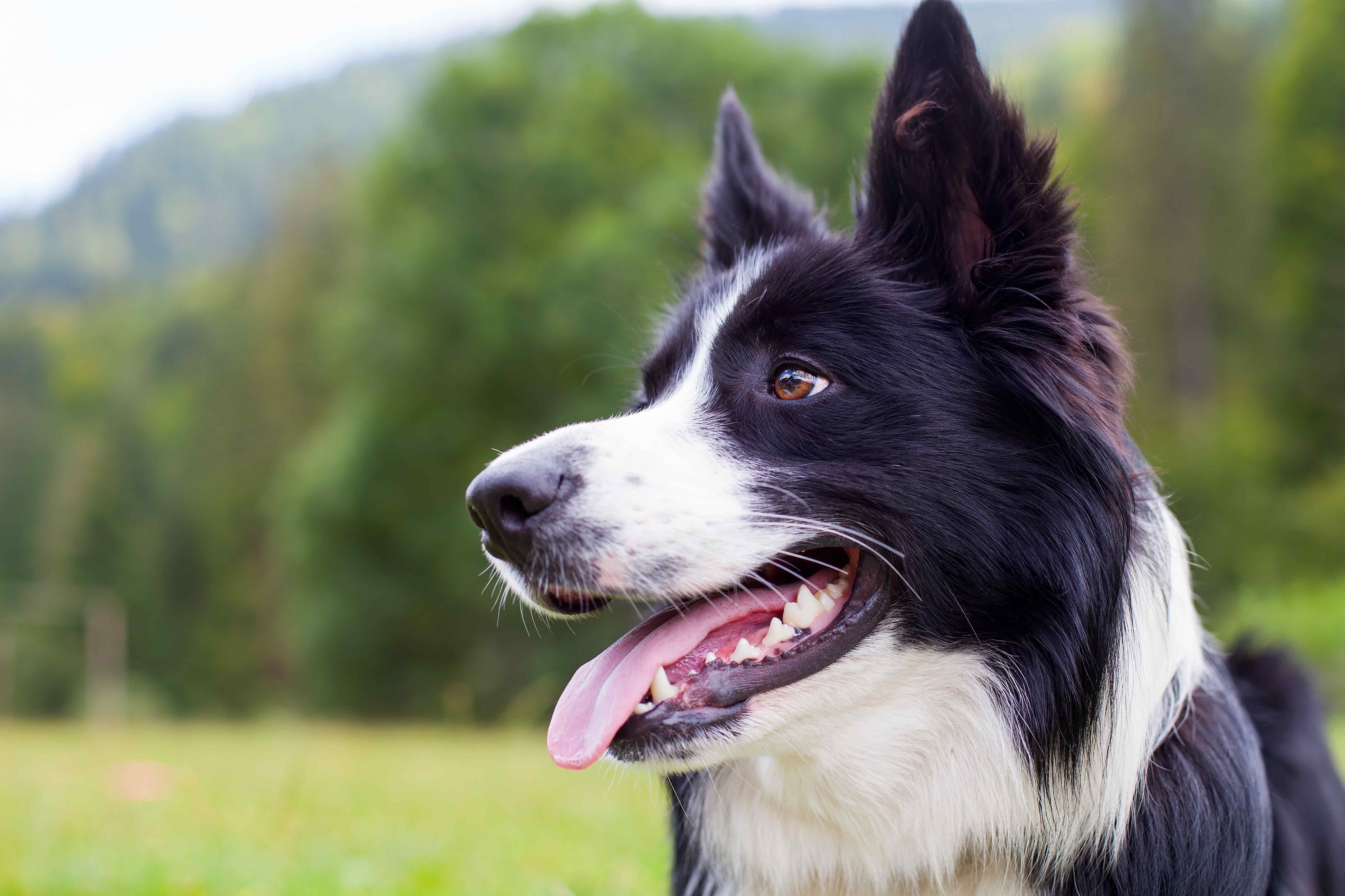 close-up of a side profile of a black and white border collie