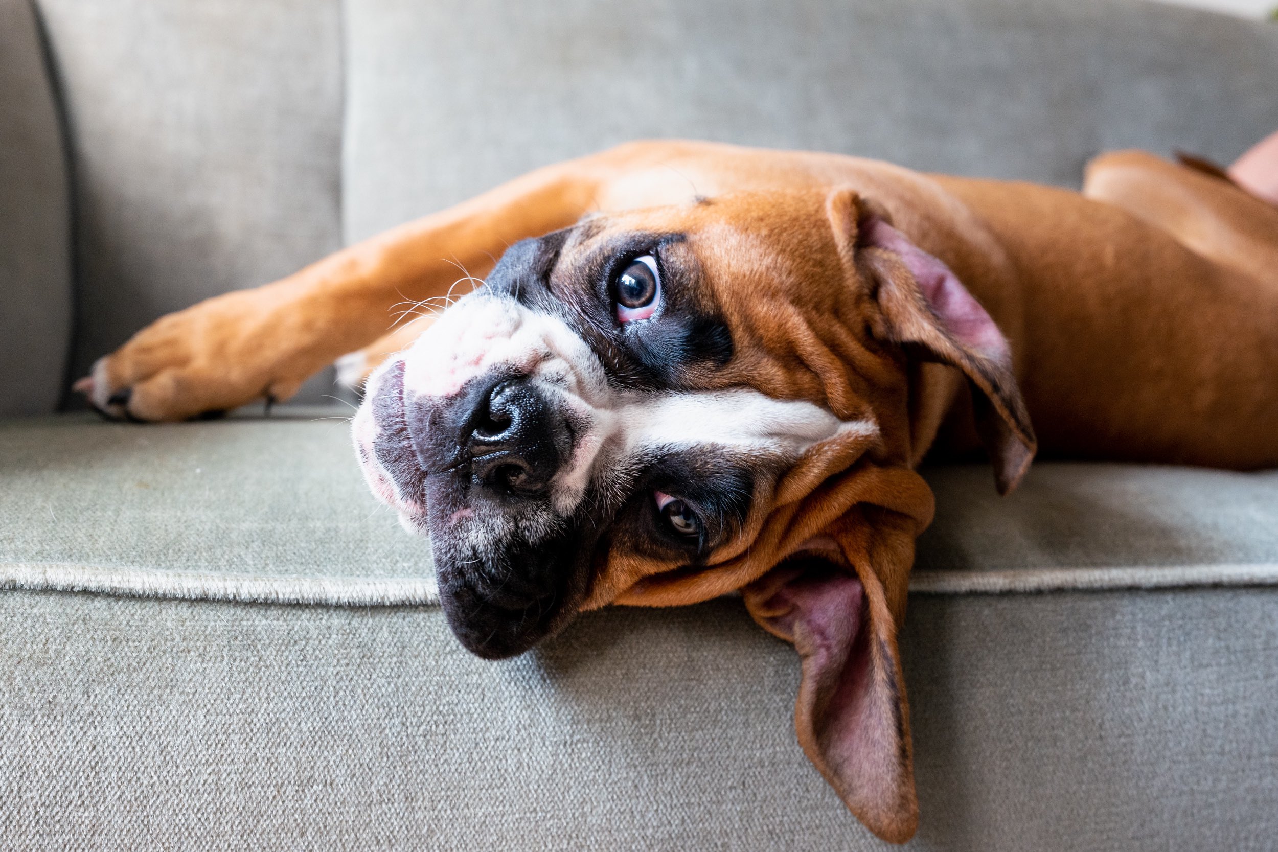 boxer doy lying on a couch