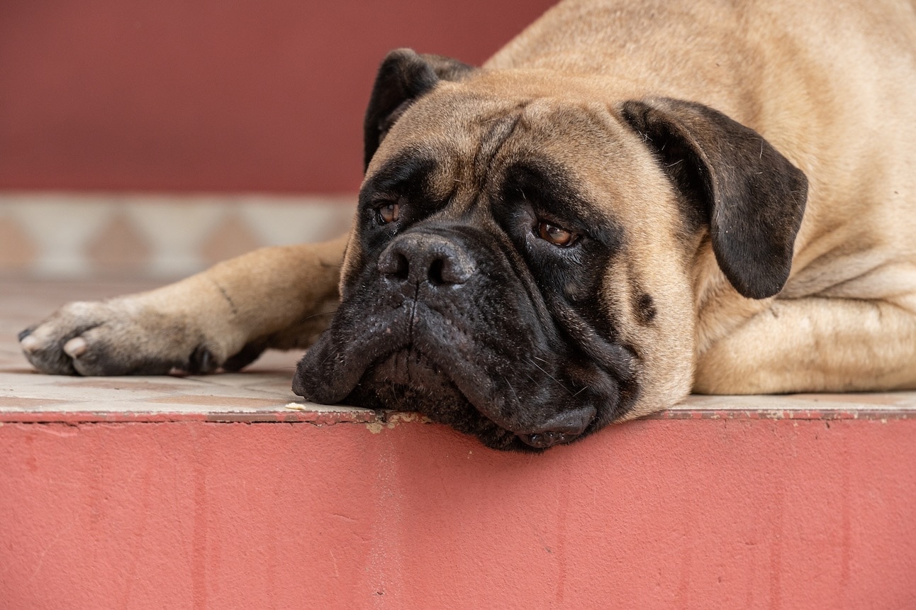 close-up of a bullmastiff dog lying on the floor