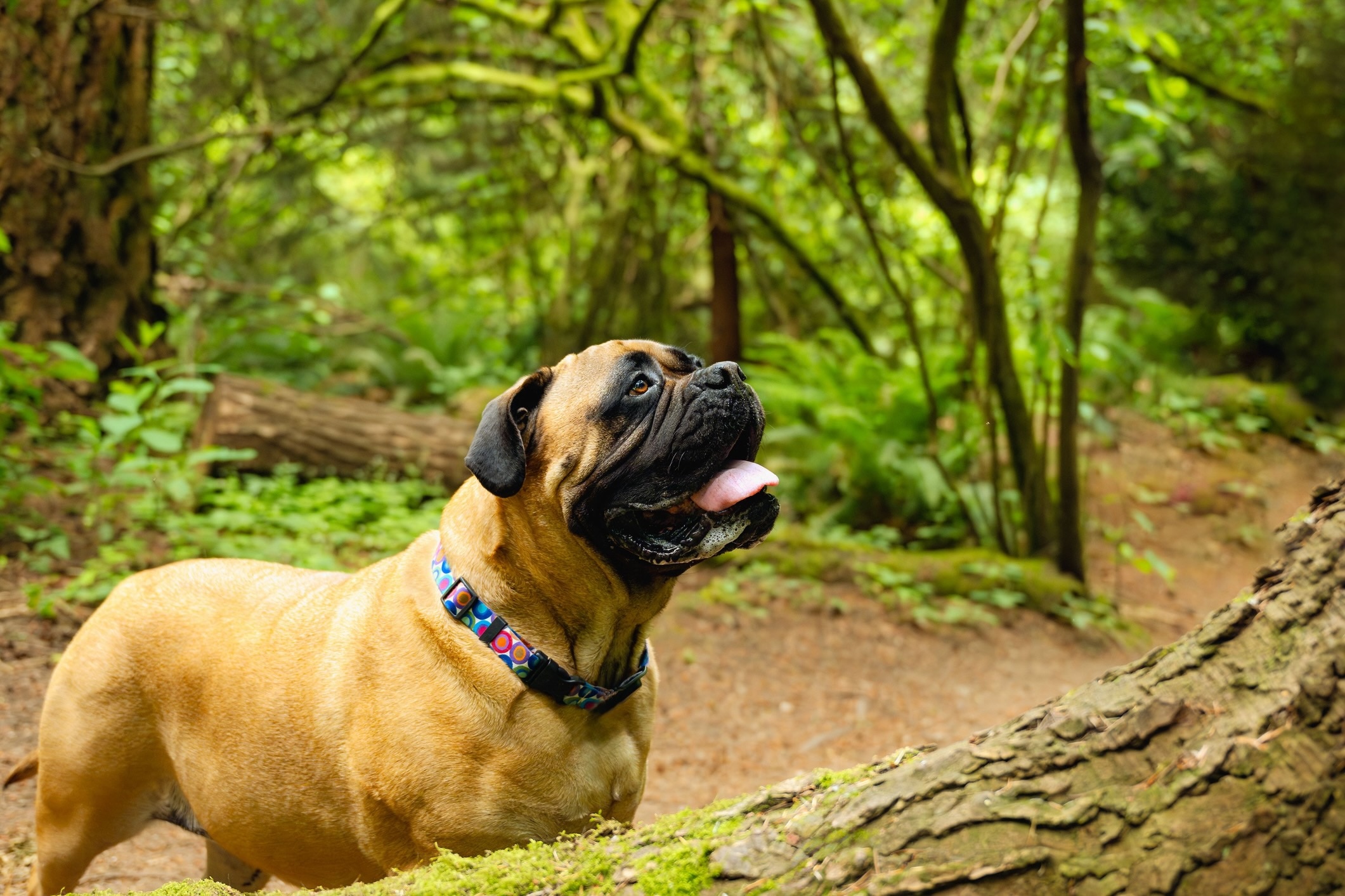 bullmastiff dog on a hiking trail