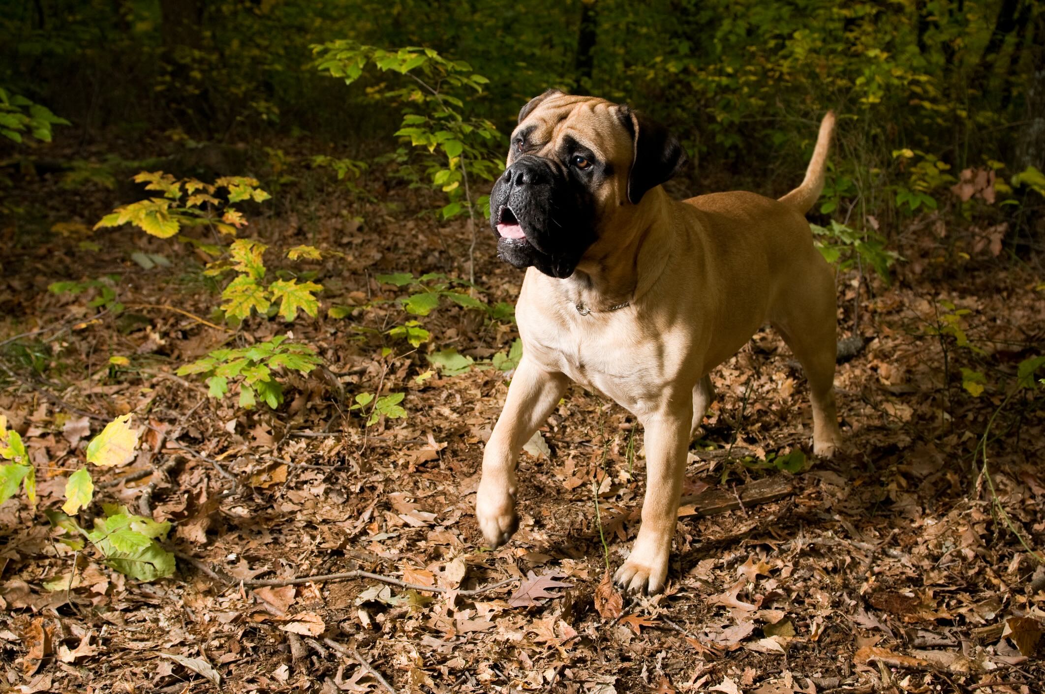 bullmastiff puppy standing in woods