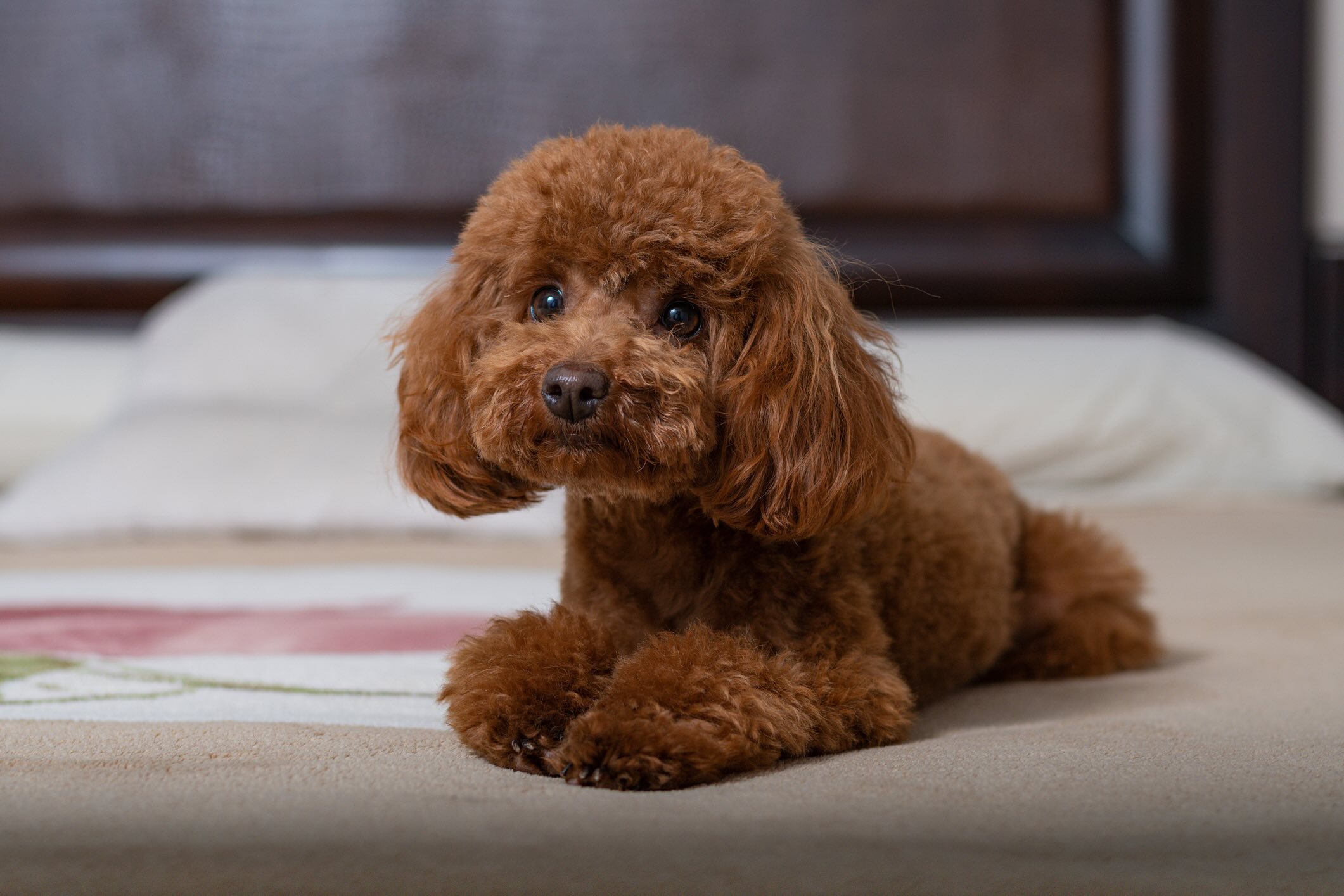 a brown toy poodle, a dog prone to anxiety, lying on a human bed