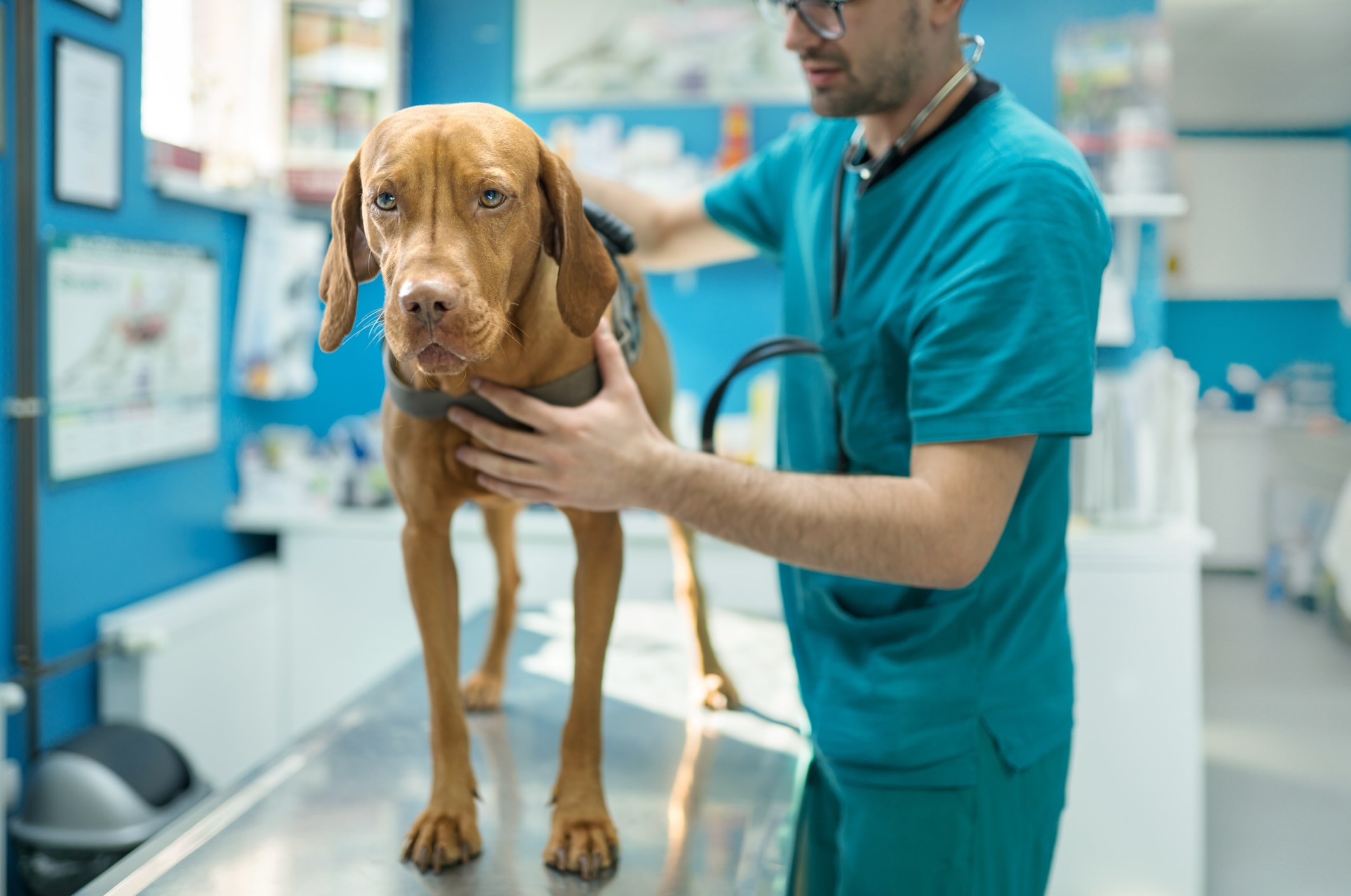 A Vizsla, a dog breed prone to anxiety, at the vet