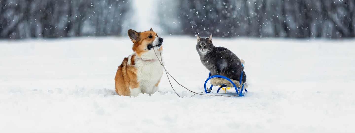 Dog and cat outside in the snow