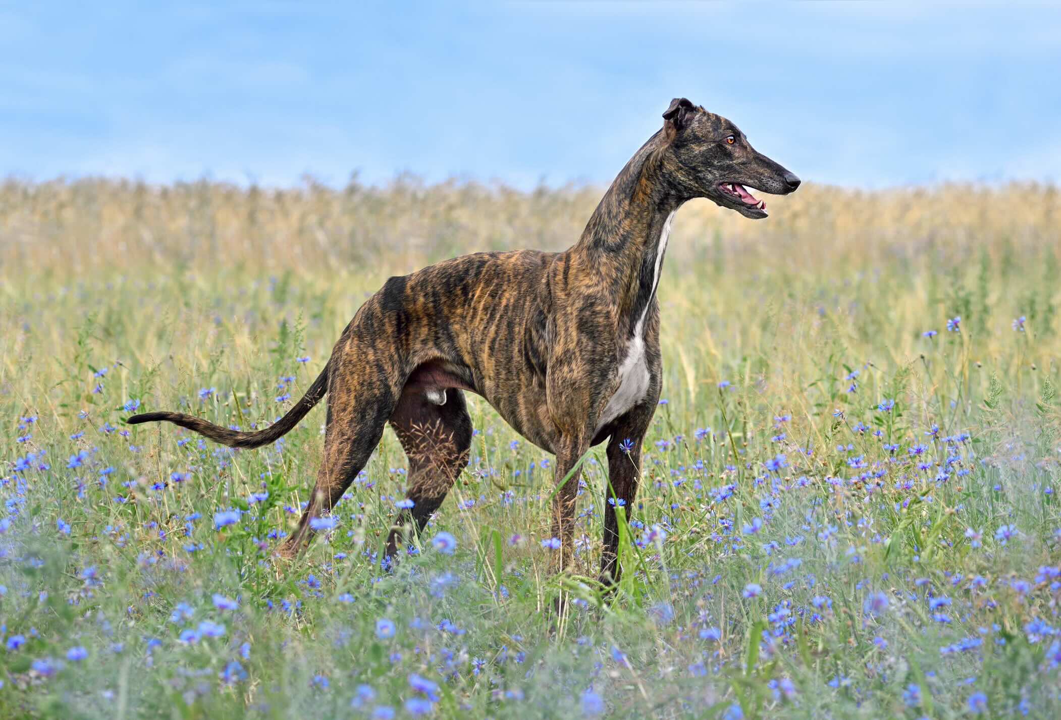 a brindle greyhound, a dog prone to anxiety, standing in a field of tall grass