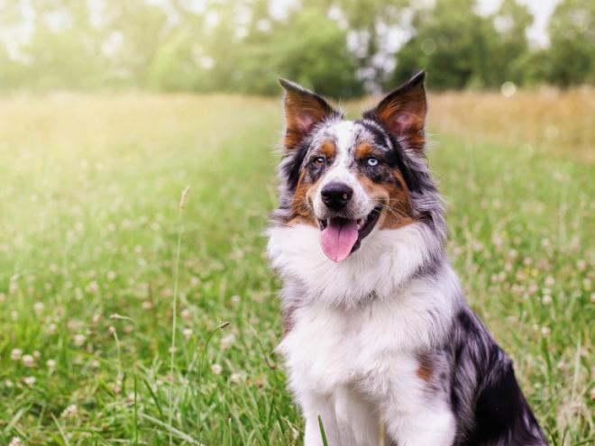 australian-shepherd-dog-in-field