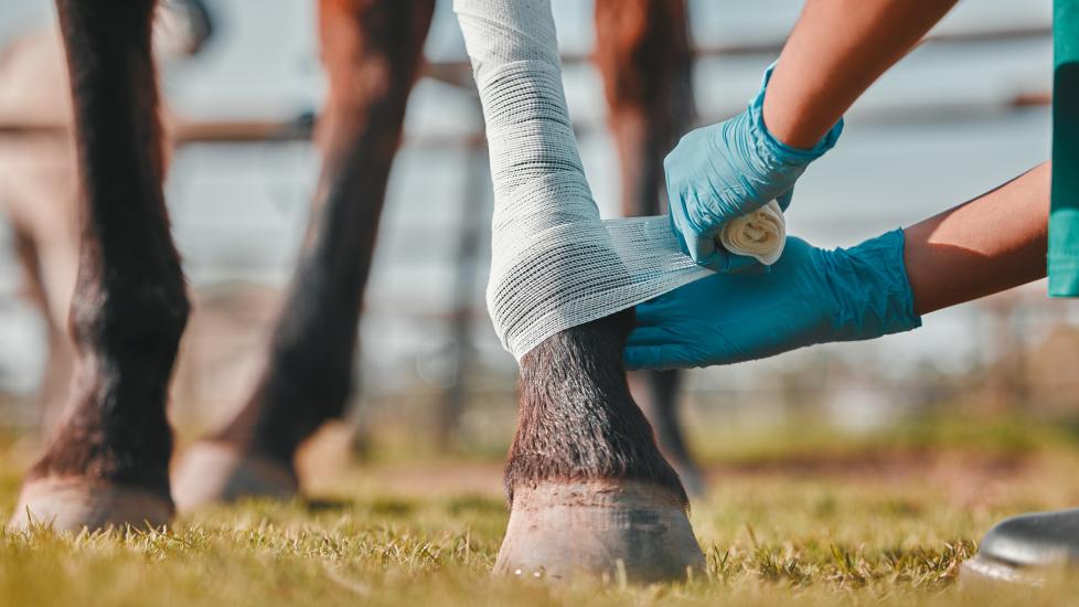 vet wrapping a horse's leg