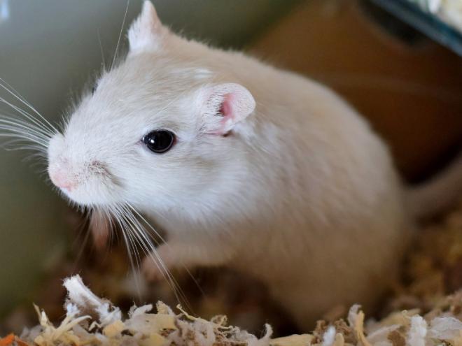 white gerbil standing up in cage